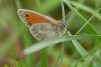 Coenonympha pamphilus