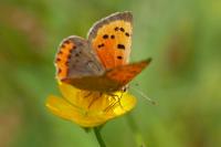 Lycaena phlaeas