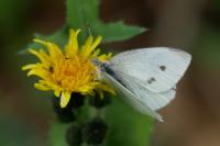 Pieris rapae