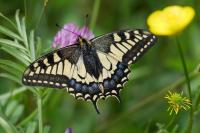 Papilio machaon