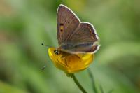 Lycaena tityrus