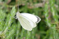 Pieris brassicae