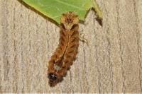 Quercusia quercus