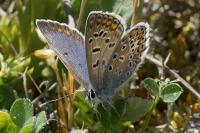 Polyommatus icarus