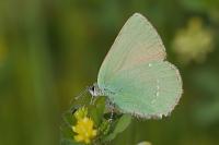 Callophrys rubi