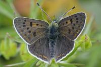 Lycaena tityrus