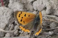 Lycaena phlaeas