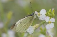 Pieris brassicae
