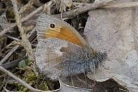 Coenonympha pamphilus