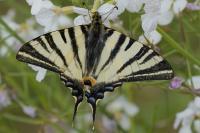 Iphiclides podalirius