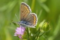 Aricia agestis