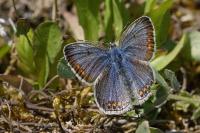 Polyommatus icarus