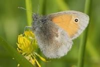 Coenonympha pamphilus