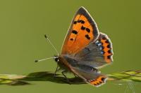 Lycaena phlaeas