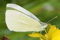 Pieris rapae