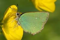 Callophrys rubi