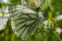 Pieris napi