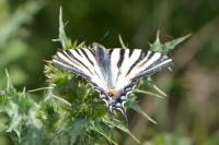 Iphiclides podalirius