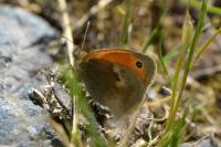 Coenonympha pamphilus