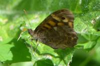 Pararge aegeria