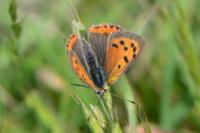 Lycaena phlaeas