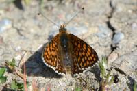 Melitaea cinxia