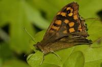 Pararge aegeria