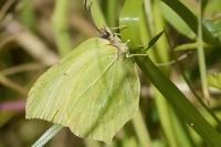 Gonepteryx rhamni