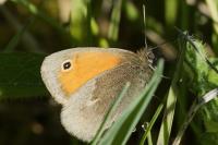 Coenonympha pamphilus