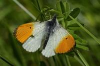 Anthocharis cardamines