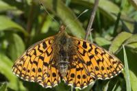 Boloria dia