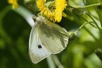 Pieris brassicae