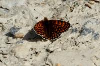 Melitaea cinxia
