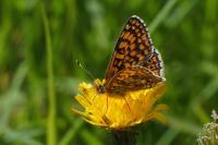 Melitaea cinxia
