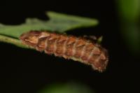 Quercusia quercus