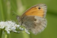 Coenonympha pamphilus