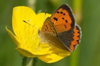 Lycaena phlaeas