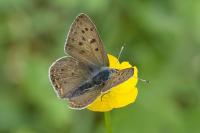 Lycaena tityrus