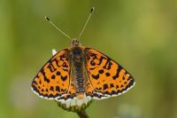 Melitaea didyma