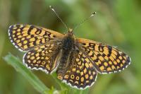 Melitaea cinxia