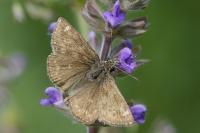 Erynnis tages