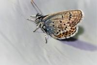 Plebejus argus