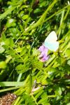 Callophrys rubi