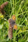 Lycaena tityrus