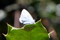 Celastrina argiolus