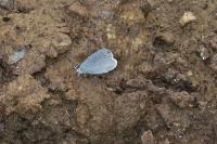 Celastrina argiolus