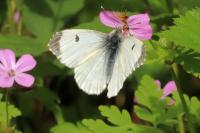 Anthocharis cardamines