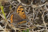 Lycaena phlaeas