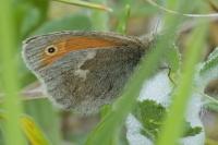 Coenonympha pamphilus