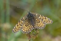 Melitaea cinxia